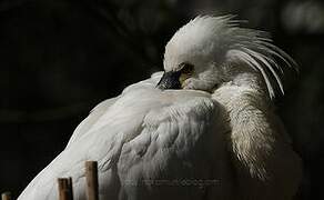 Eurasian Spoonbill