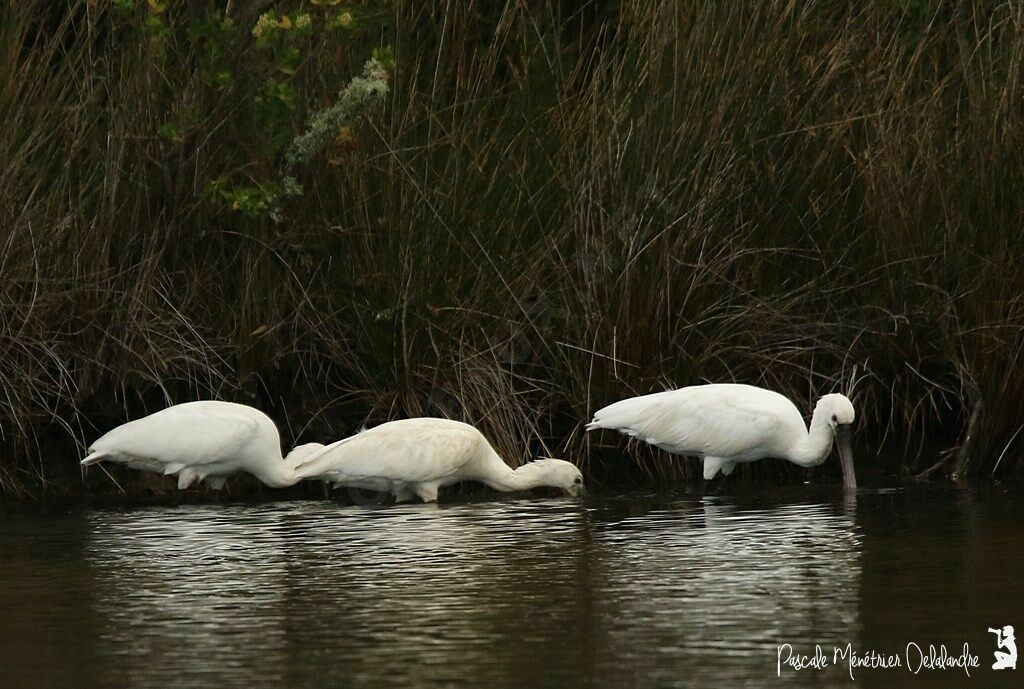 Eurasian Spoonbill