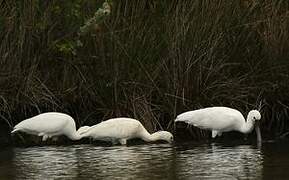 Eurasian Spoonbill