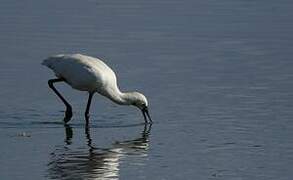 Eurasian Spoonbill