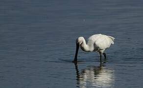 Eurasian Spoonbill