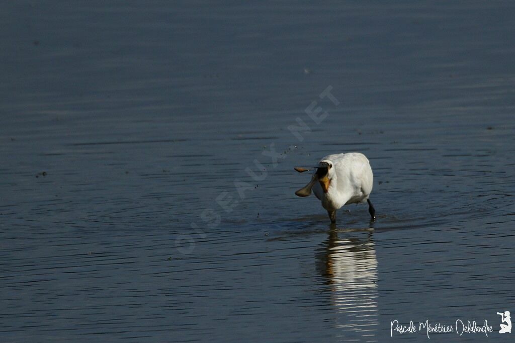 Eurasian Spoonbill