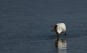 Eurasian Spoonbill