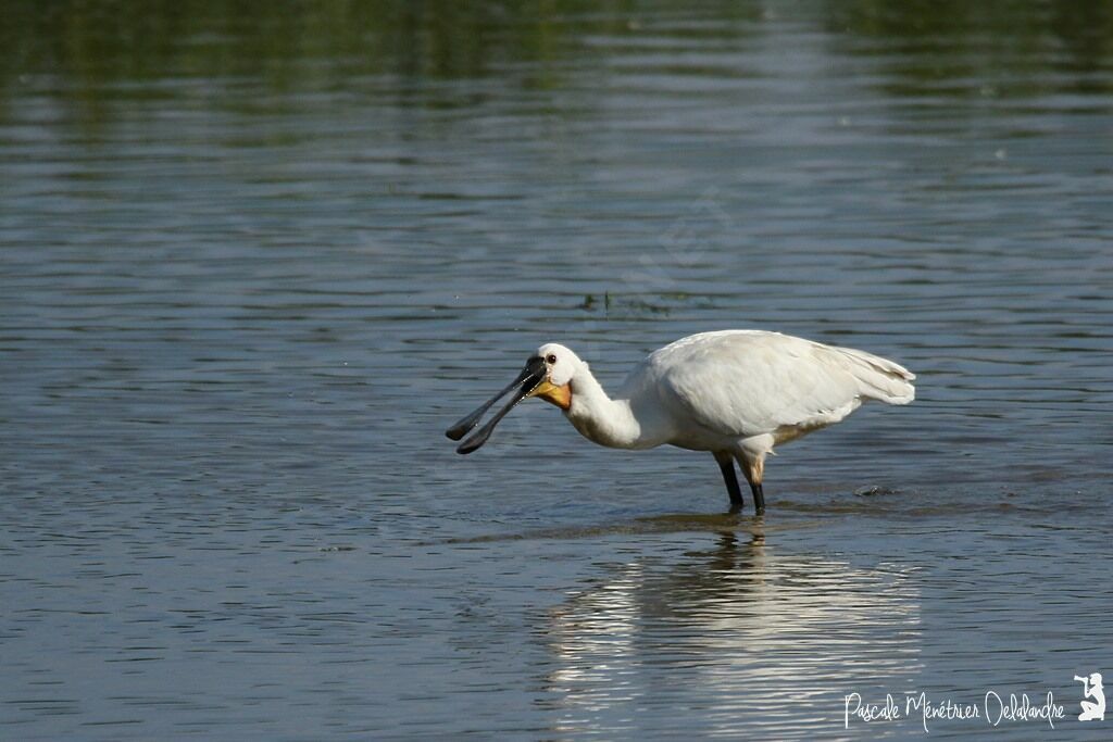 Eurasian Spoonbill