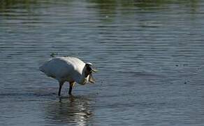 Eurasian Spoonbill