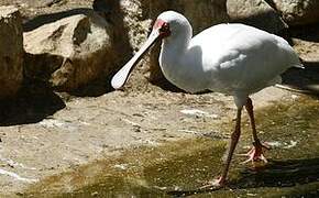 African Spoonbill