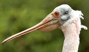 Roseate Spoonbill