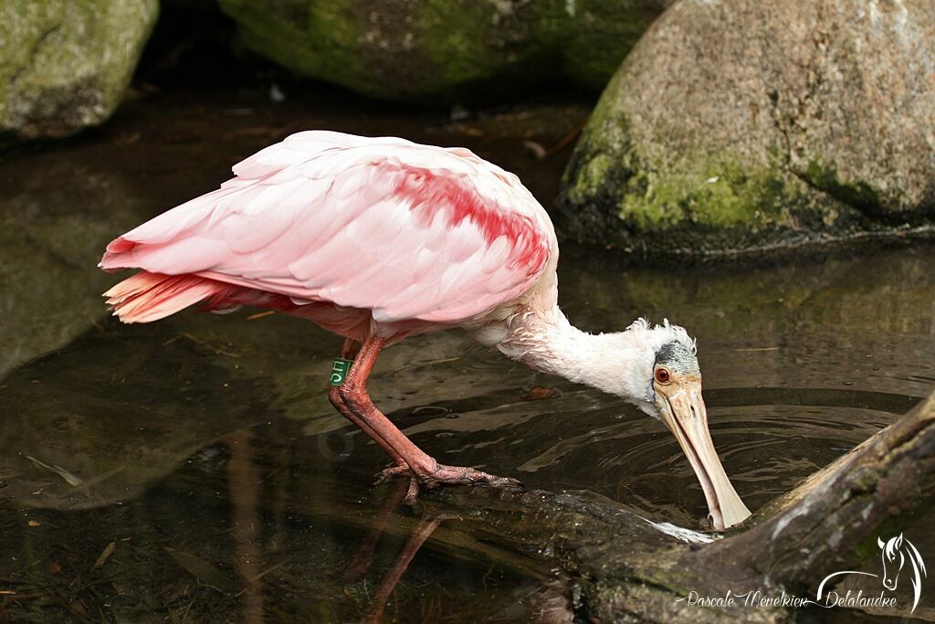 Roseate Spoonbill