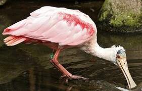 Roseate Spoonbill