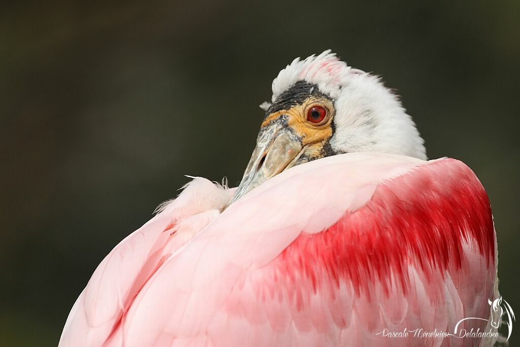 Roseate Spoonbill