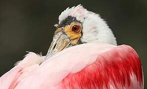 Roseate Spoonbill