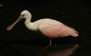 Roseate Spoonbill