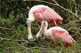 Roseate Spoonbill