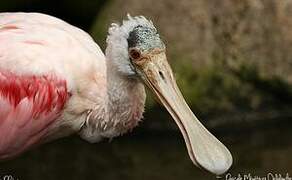 Roseate Spoonbill