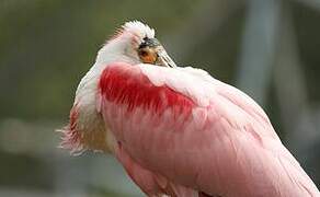 Roseate Spoonbill