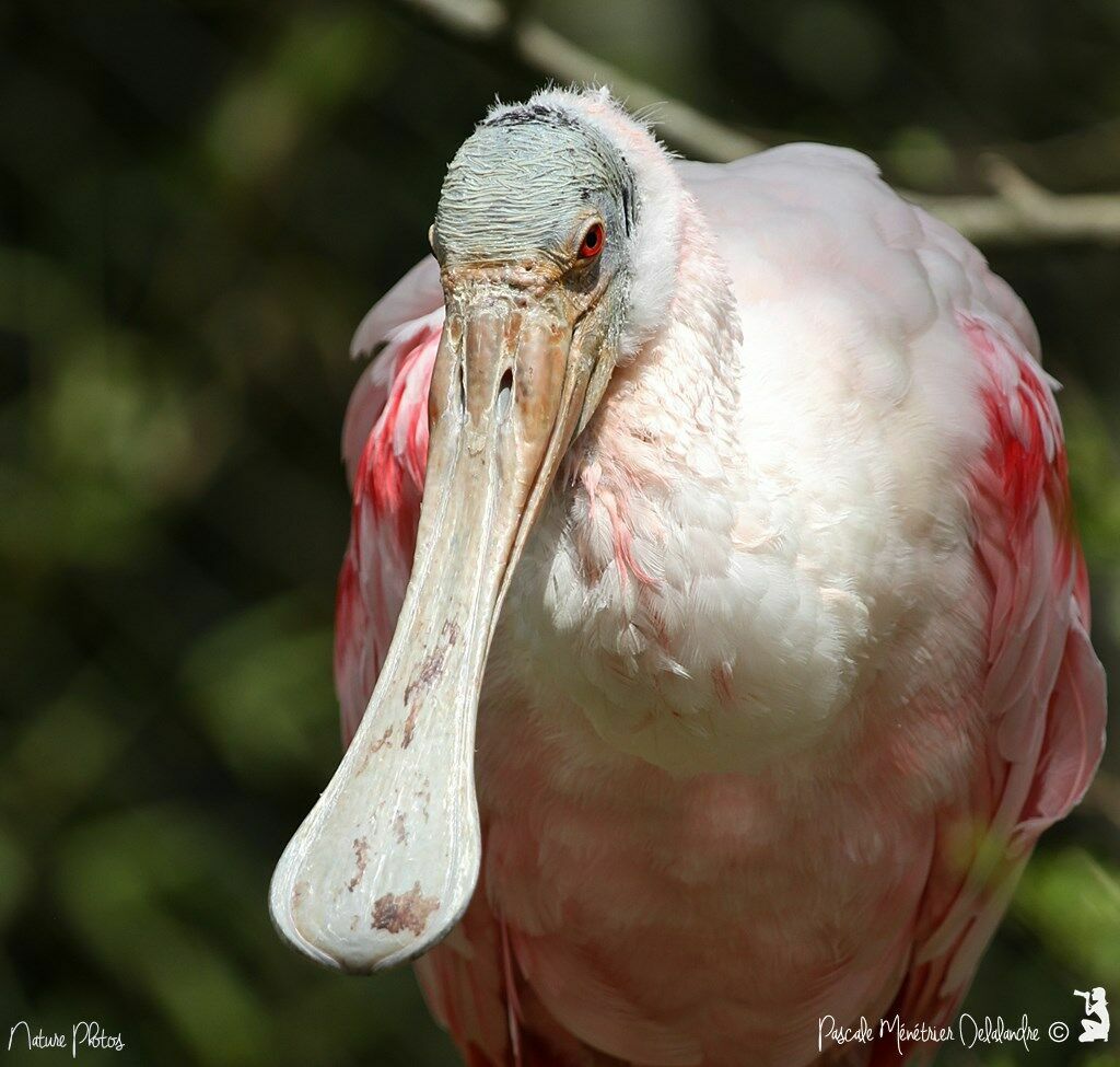 Roseate Spoonbill