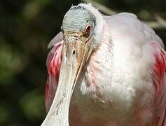 Roseate Spoonbill