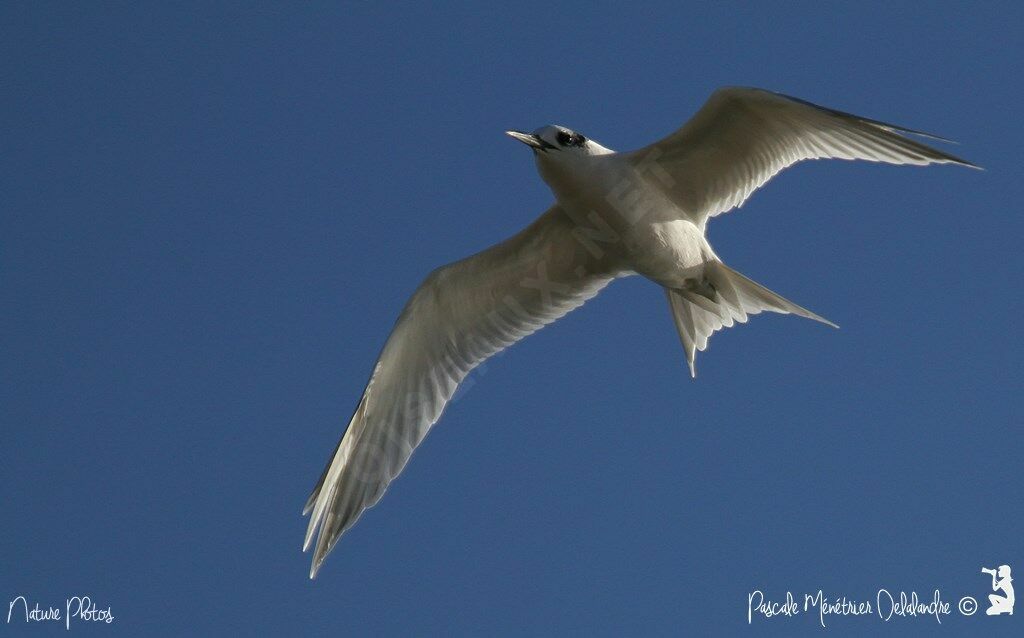 Sandwich Tern