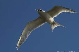 Sandwich Tern