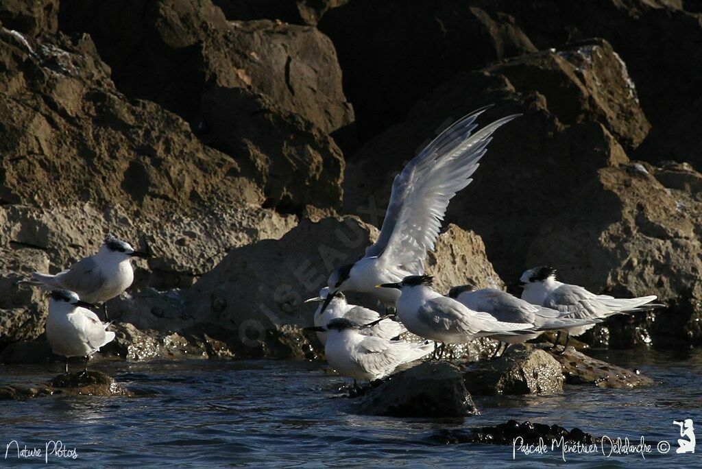 Sandwich Tern