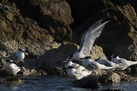 Sandwich Tern