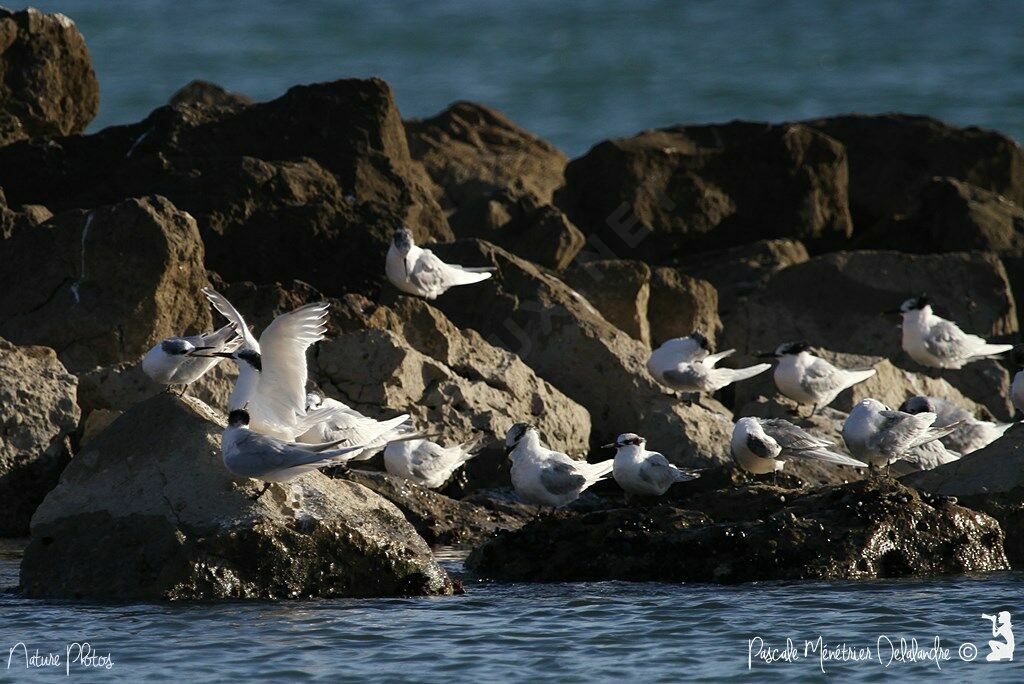 Sandwich Tern