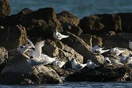 Sandwich Tern