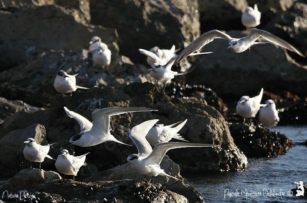 Sandwich Tern