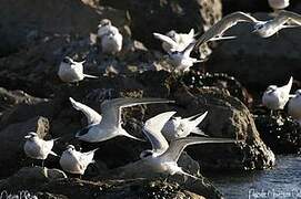 Sandwich Tern