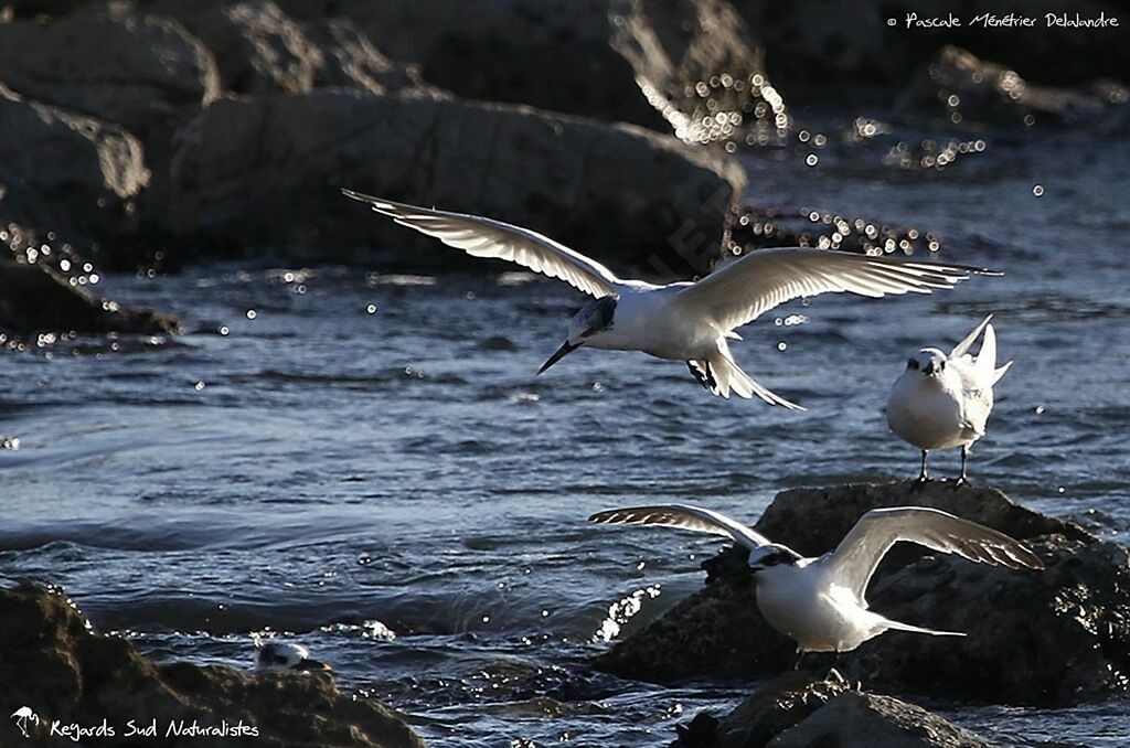 Sandwich Tern