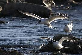 Sandwich Tern