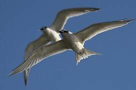 Sandwich Tern