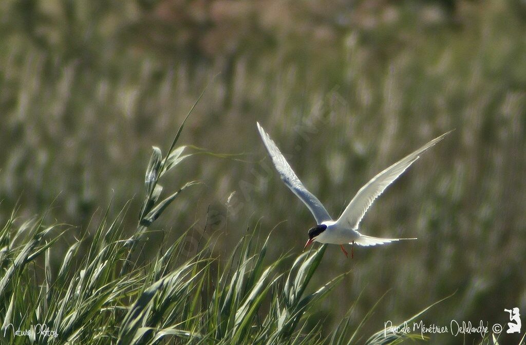 Common Tern