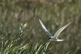 Common Tern