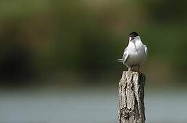 Common Tern