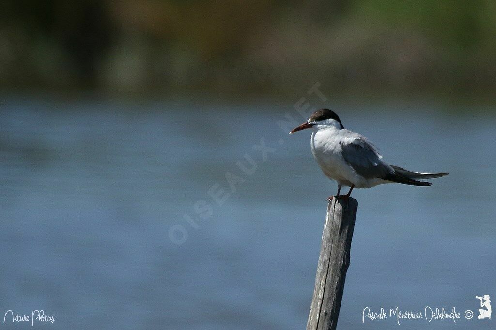 Common Tern