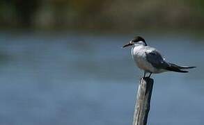 Common Tern