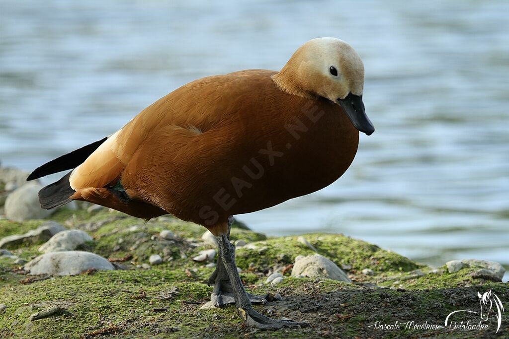 Ruddy Shelduck