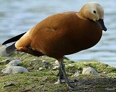 Ruddy Shelduck