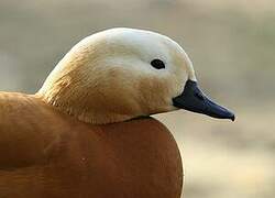 Ruddy Shelduck