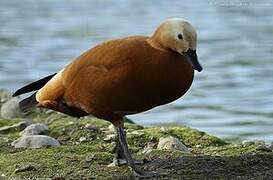 Ruddy Shelduck