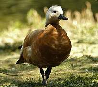 Ruddy Shelduck