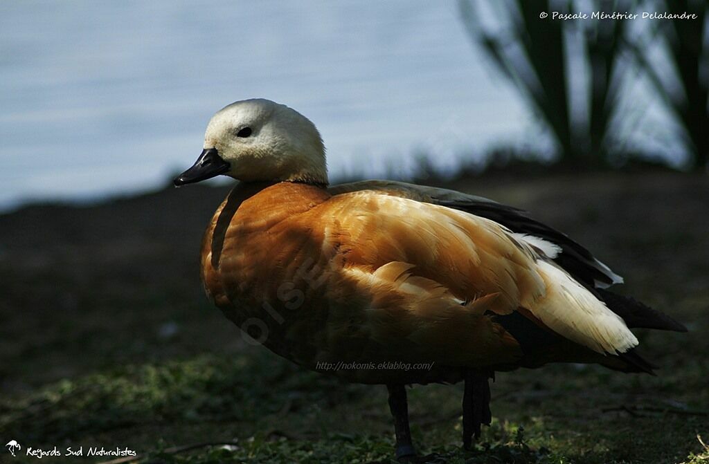 Ruddy Shelduck