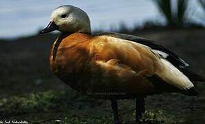 Ruddy Shelduck