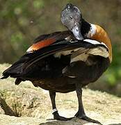 Australian Shelduck