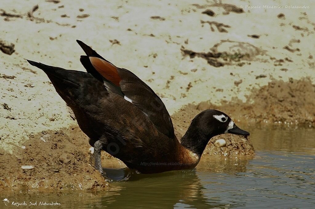 Tadorne d'Australie