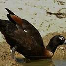 Tadorne d'Australie
