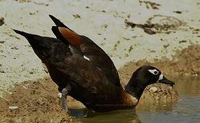 Tadorne d'Australie