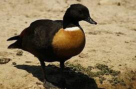 Australian Shelduck