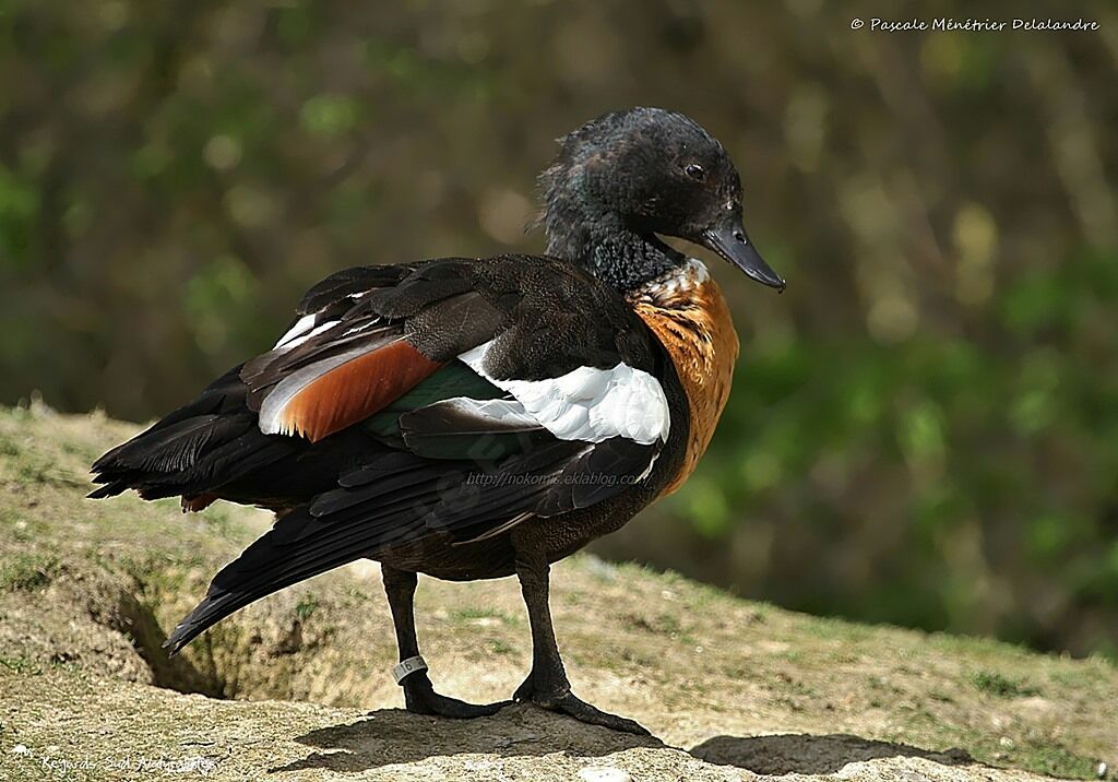 Australian Shelduck